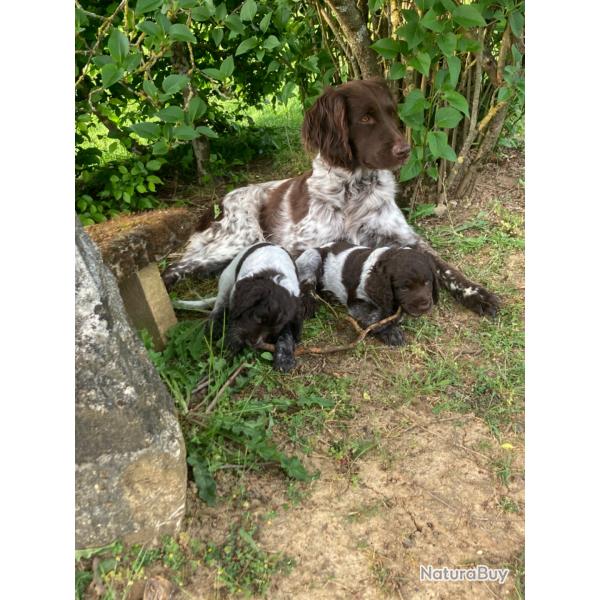vends chiot femelle MUNSTERLANDER 2 mois