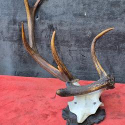 Joli trophée de cerf aux bois atypiques