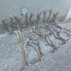 18 paires de bois de cerfs - bois scies - 22600 grs -