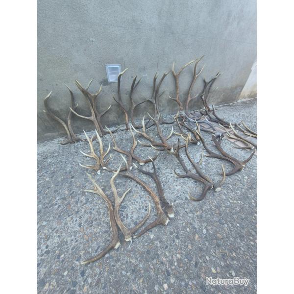 18 paires de bois de cerfs - bois scies - 22600 grs -