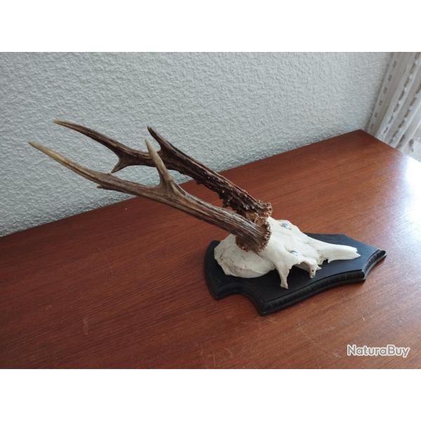 2 BEAU TROPHEE CHEVREUIL BROCARD BOIS DE 18