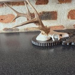 Superbe et rare trophée de brocard Hongrois - atypique - insolite - 7 pointes -