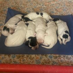 Chiots setters anglais nées le 15 avril 3 mâles disponibles