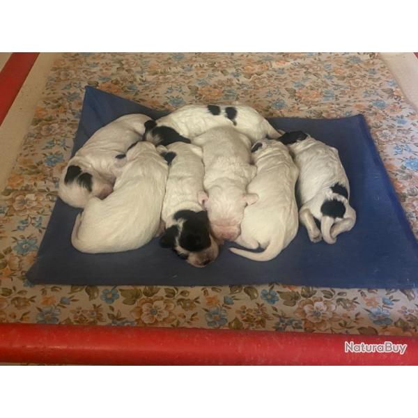 Chiots setters anglais nes le 15 avril 3 mles disponibles