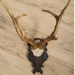 Très gros trophée de chevreuil de Sibérie - 570 grammes -