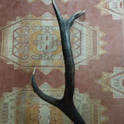BOIS DE CERF  78CM