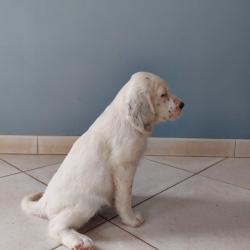 Vente chiots Setter Anglais