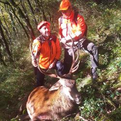 Affut Approche, chasse Cervidés dans les Pyrénées centrales.