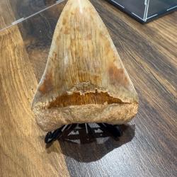 Dent de megalodon