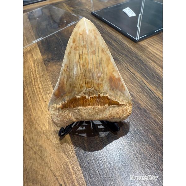 Dent de megalodon