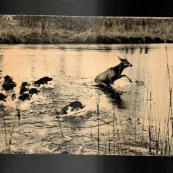 senlis la chasse à courre dans le valois,  chasse à courre, équipage, vènerie , cerfs , chiens