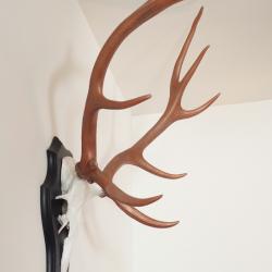 TROPHEES MASSACRE ECUSSON DE CERF STYLISES 10 cors