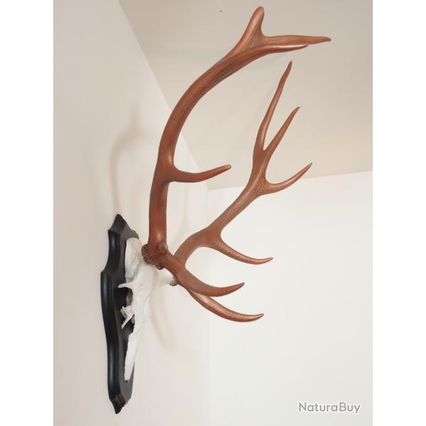 TROPHEES MASSACRE ECUSSON DE CERF STYLISES 10 cors