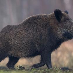 Action de chasse