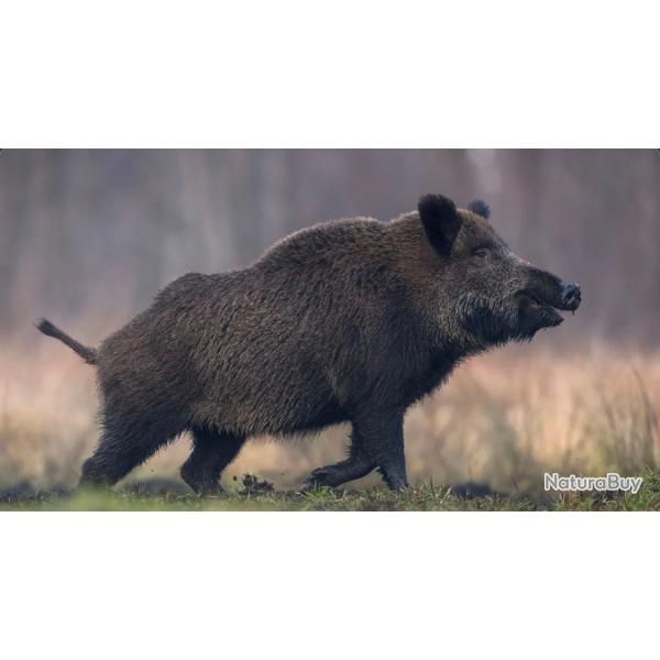 Action de chasse
