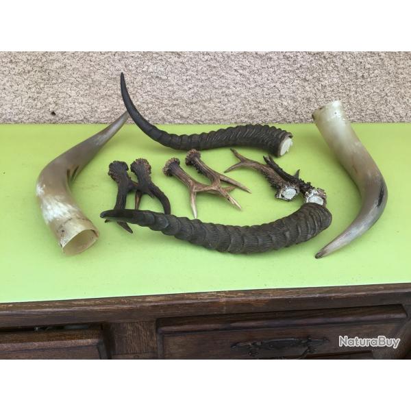VENDU PAR LE-CUIRASSIER LOT DE CORNES POUR RPARATION  OU CONFECTION DES MANCHES DE COUTEAUX