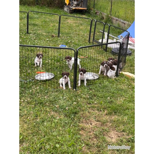 Vends chiots braque franais