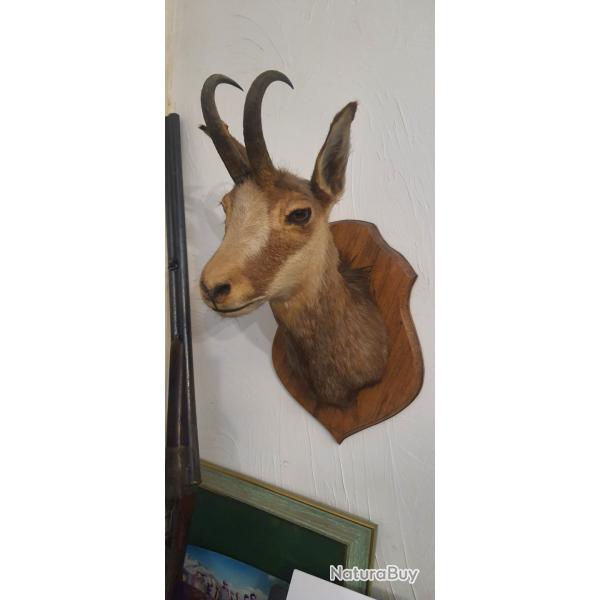 taxidermie  vendre