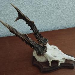 BEAU TROPHEE MASSACRE CHEVREUIL BROCARD MERRAINS 19CM MEULES 14CM EPAISSEUR 1,5CM