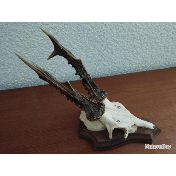 BEAU TROPHEE MASSACRE CHEVREUIL BROCARD MERRAINS 19CM MEULES 14CM EPAISSEUR 1,5CM