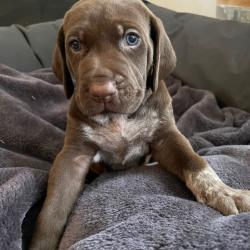Chiots braque allemand