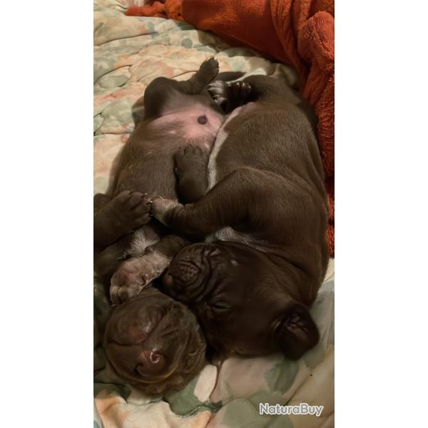 Chiots braque allemand