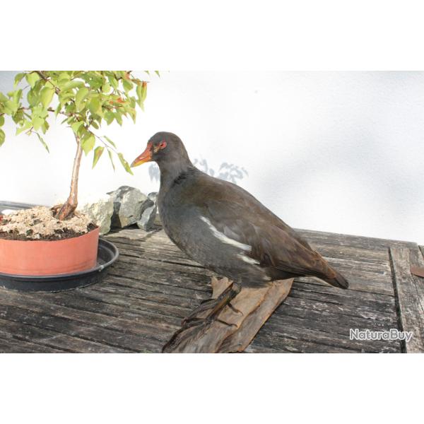poule d'eau naturalise