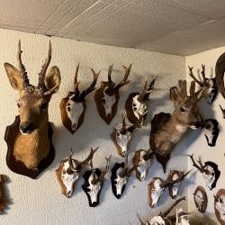 Massacres de chevreuil