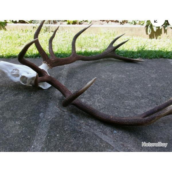 Trs grosses paires de mues de cerfs - montes sur un vritable crne -