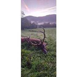 Approche grand cerf au brame