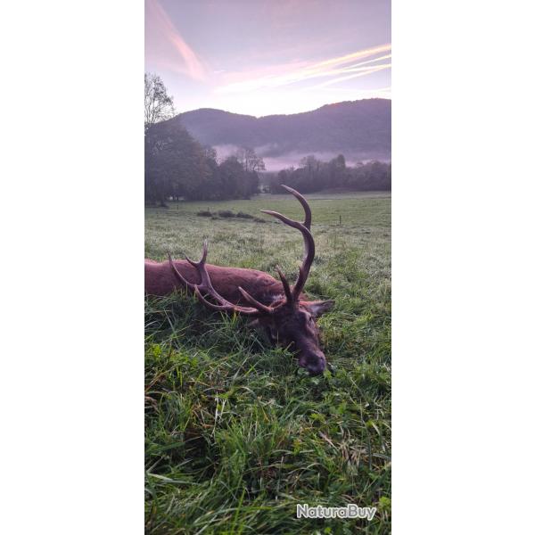 Approche grand cerf au brame