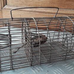 Ancienne Cage à Rongeurs No Kill Décoration Collection Curiosité Vieux Ustensiles