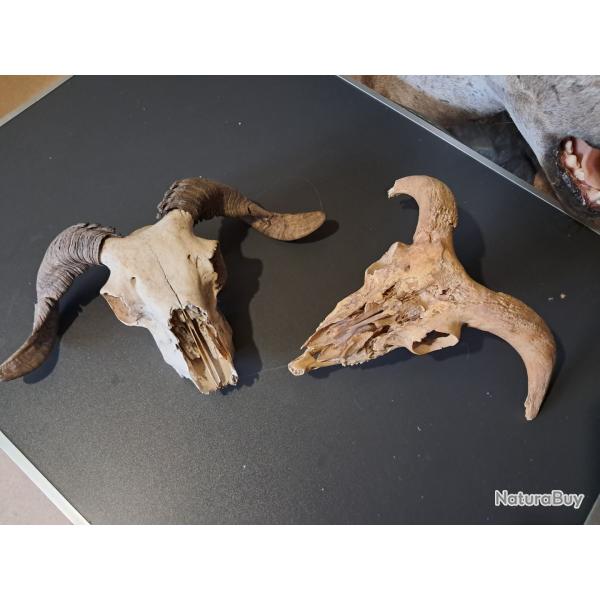 Lot de 2 crnes de blier #2705