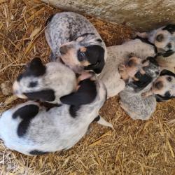 Chiots Grifgon Bleu Pays origine sanglier