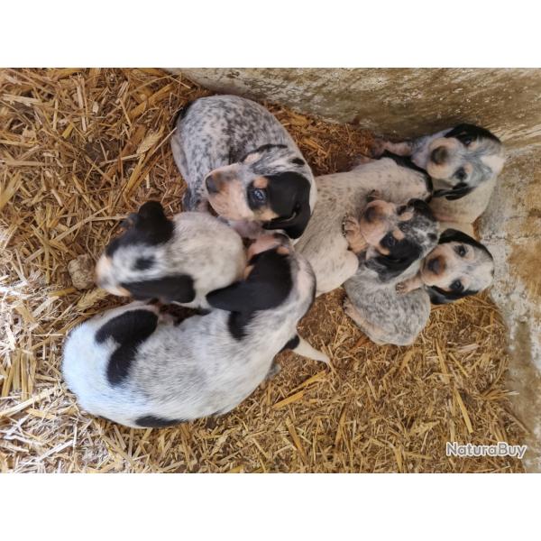 Chiots Grifgon Bleu Pays origine sanglier