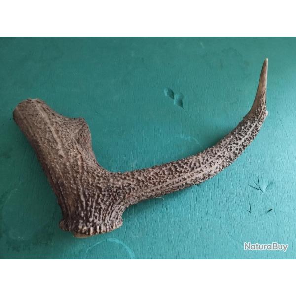 GROS MORCEAU BOIS MUE CERF AVEC MEULE ANDOUILLER MASSACRE POUR COUTELLERIE CHIEN USAGE DIVERS
