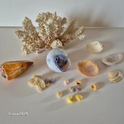 Grand arbre de corail buisson blanc de mer et quelques coquillages du monde entier