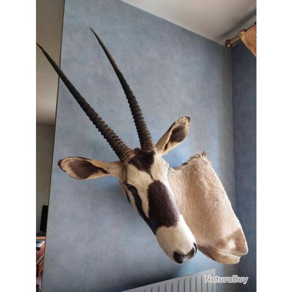 Oryx en cape