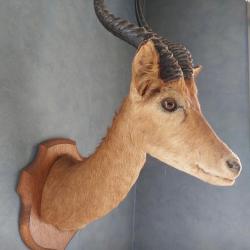 Impala en cape