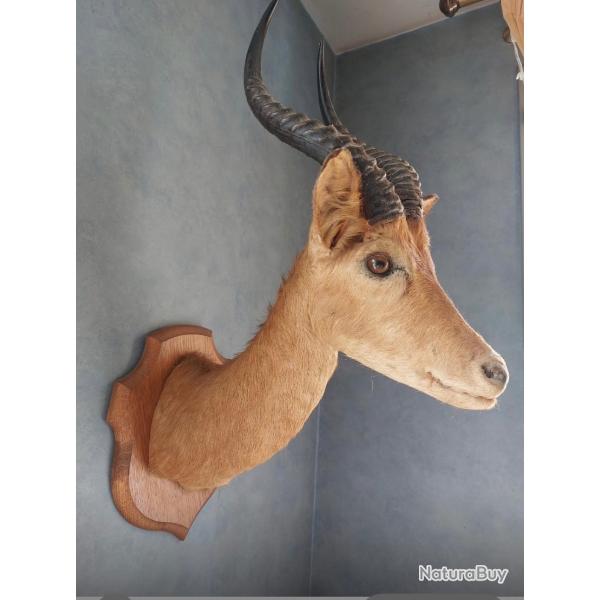 Impala en cape