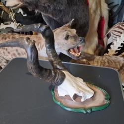 Trophée de Bubale sur écusson ; Alcelaphus buselaphus #3005