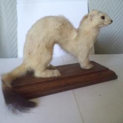 hermine empaillée sur socle bois