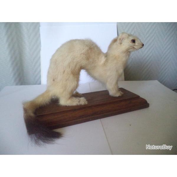 hermine empaille sur socle bois