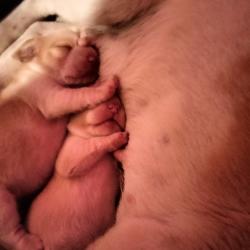 Chiots Beagle Lof