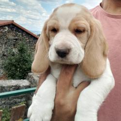 Chiots Beagle Lof