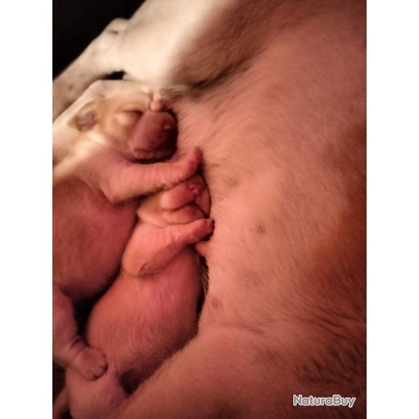 Chiots Beagle Lof