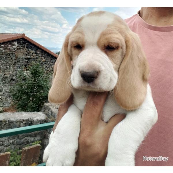 Chiots Beagle Lof
