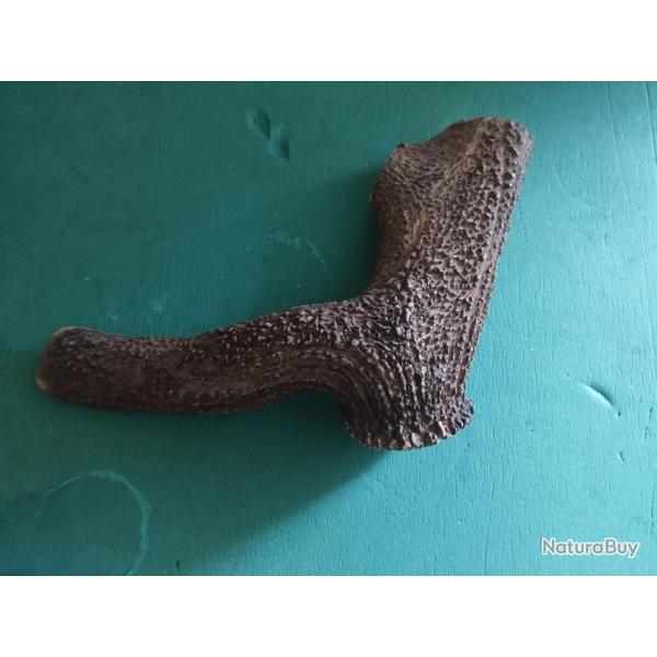 GROS MORCEAU BOIS MUE CERF AVEC MEULE ANDOUILLER MASSACRE POUR COUTELLERIE CHIEN USAGES DIVERS