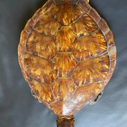 Taxidermie tortue 1930 naturalisée