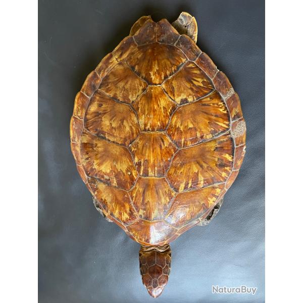 Taxidermie tortue 1930 naturalise